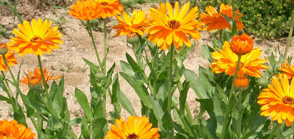 Melody Van Koughnett loves her marigolds!