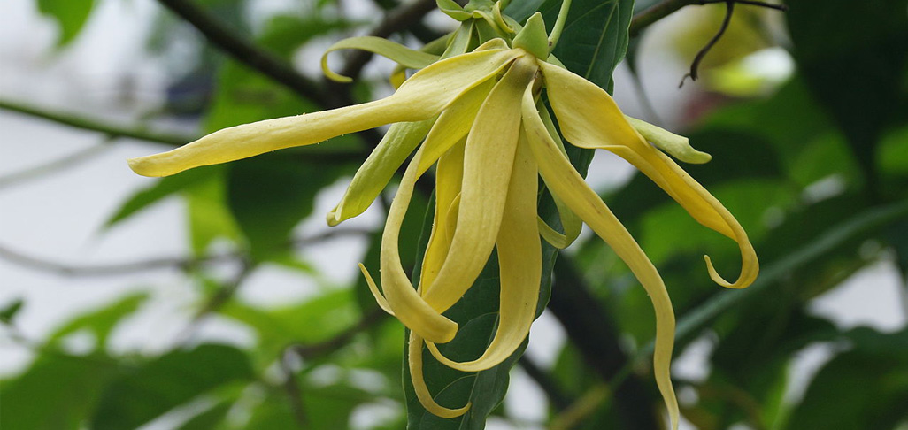 Melody Van Koughnett loves picking Ylang Ylang with girlfriend Yolanda Van Der Kolk